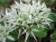 Цибуля ведмежа, або Черемша (Allium ursinum) - 2