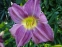 Лілійник "Прерія Блю Айс" (Hemerocallis "Prairie Blue Eyes") - 1
