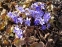 Печіночниця благородна (Hepatica nobilis) - 3