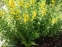 Вербозілля крапчасте (Lysimachia punctata) - 3
