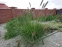 Пенісетум лисохвостий (Pennisetum alopecuroides) - 1