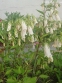 Дзвоники Такесіма (Campanula takesimana) - 1