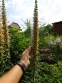 Наперстянка іржава (Digitalis ferruginea) - 4
