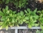 Первоцвіт дрібнозубчастий "Кашмеріана" (Primula denticulata "Cashmeriana") - 7