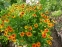 Геленіум "Марді Гра" (Helenium "Mardi Gras"(Sneezeweed)) - 2
