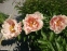 Півонія "Пастелорама" (Paeonia "Pastelorama") - 9