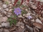 Анемона дібровна "Робінзоніана" (Anemone nemorosa "Robinsoniana") - 2