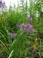 Цибуля схилена (Allium cernuum  Roth) - 5