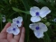 Традесканція Андерсона "Оспрей" (Tradescantia х andersoniana "Osprey") - 7