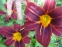 Лілійник "Блек Принц" (Hemerocallis "Black Prince") - 3