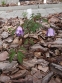 Анемона дібровна "Робінзоніана" (Anemone nemorosa "Robinsoniana") - 3
