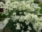 Клематіс прямий (Clematis recta) - 1