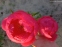 Півонія "Цітерія" (Paeonia "Cytherea") - 4