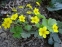 Вальдштейнія трійчаста (Waldsteinia ternata) - 1