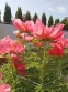 Півонія "Флейм" (Paeonia "Flame") - 2