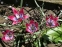 Тюльпан "Літтл Б'юті" (Tulipa "Little Beauty") - 1