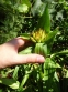 Тирлич тібетський (Gentiana tibetica) - 3