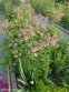 Астранція велика "Рома" (Astrantia major "Roma") - 1