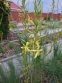 Асфоделіна ліборнська (Asphodeline liburnica) - 4