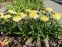 Королиця "Луна" (Leucanthemum x superbum "Luna") - 5