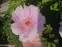 Півонія "Лавендер" (Paeonia "Lavender") - 7