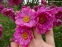 Анемона японська "Паміна" (Anemone japonica "Pamina") - 1