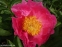 Півонія "Пінк Баблс" (Paeonia "Pink Bubbles") - 9