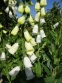 Наперстянка пурпурова "Альба" (Digitalis purpurea var. Аlba) - 2