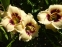 Лілійник "Сноуі Айз" (Hemerocallis "Snowy Eyes") - 3
