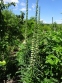 Наперстянка іржава (Digitalis ferruginea) - 5