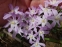 Хіонодокса Люцілії "Пінк Джайєнт" (Chionodoxa luciliae "Pink Giant") - 1