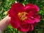 Півонія "Постільйон" (Paeonia "Postillion") - 4
