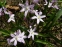 Хіонодокса Люцілії "Пінк Джайєнт" (Chionodoxa luciliae "Pink Giant") - 4