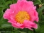 Півонія "Пінк Баблс" (Paeonia "Pink Bubbles") - 10