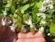 Горянка пишна "Нівеум" (Epimedium x youngianum "Niveum") - 4