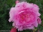 Півонія "Зе Фон" (Paeonia "The Fawn") - 6