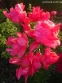 Півонія "Флейм" (Paeonia "Flame") - 9