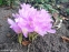 Пізньоцвіт "Розі Дон" (Colchicum "Rosy Dawn") - 2