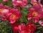 Півонія "Флейм" (Paeonia "Flame") - 3