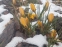 Крокус золотистий "Дороті" (Crocus chrysanthus "Dorothy") - 1