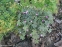 Герань "Окней Черрі" (Geranium "Orkney Cherry") - 2