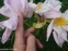 Півонія "Сі Шелл" (Paeonia "Sea Shell") - 5
