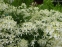 Клематіс прямий (Clematis recta) - 3
