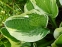 Хоста "Вайд Брім" (Hosta "Wide Brim") - 1