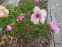 Півонія "Лавендер" (Paeonia "Lavender") - 5