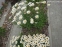 Королиця "Аляска" (Leucanthemum x superbum "Alaska") - 3