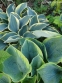 Хоста "Норзен Експоуже" (Hosta "Northern Exposure") - 6