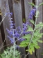 Перовскія лебедолиста "Блю Спайр" (Perovskia atriplicifolia "Blue Spire") - 3