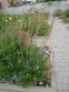 Амсонія "Блю Айс" (Amsonia "Blue Ice") - 2