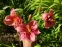 Лілійник "Сілоам Рібон Канді" (Hemerocallis "Siloam Ribbon Candy") - 1